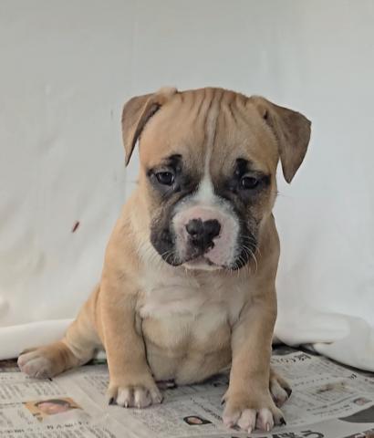 アメリカンブリー