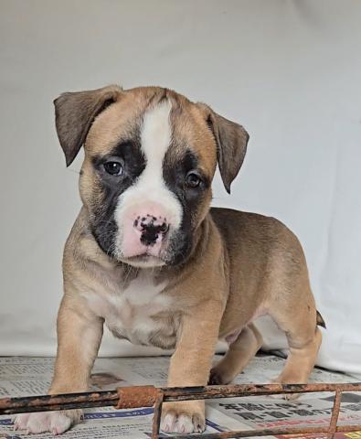 アメリカンブリー