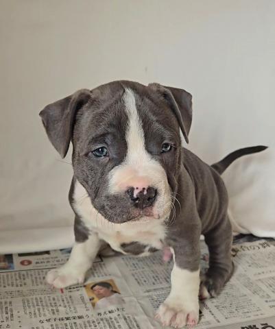 アメリカンブリー