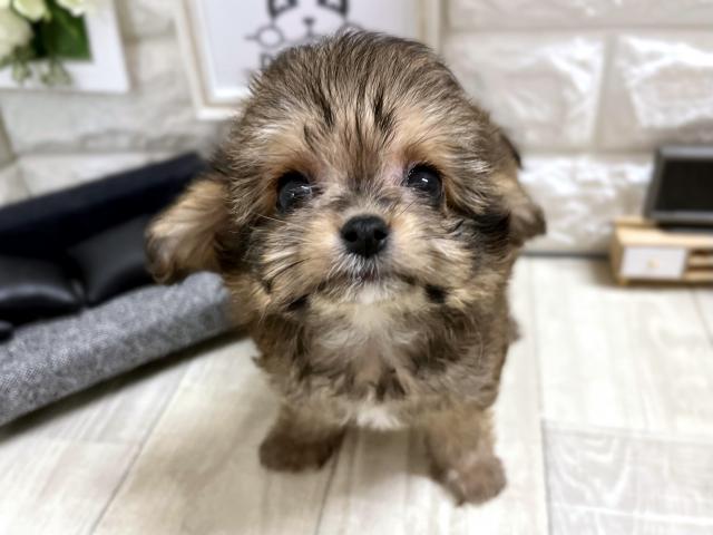 MIX☆*゚チワプー*☆