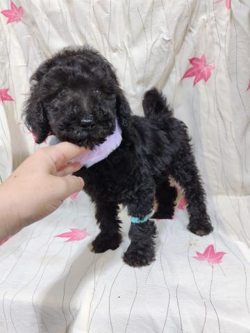 スタンダードプードル