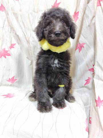 スタンダードプードル