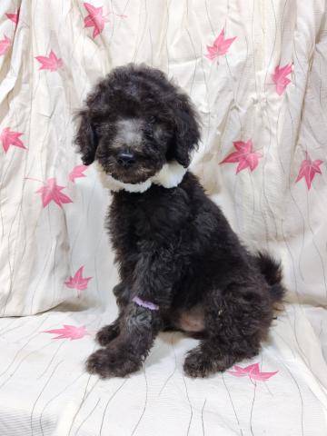 スタンダードプードル