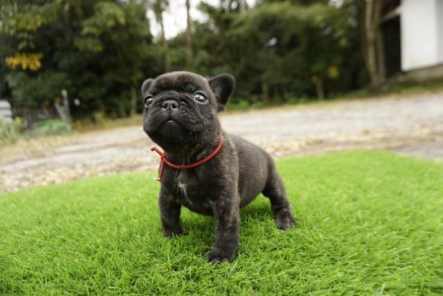 フレンチブルドッグ