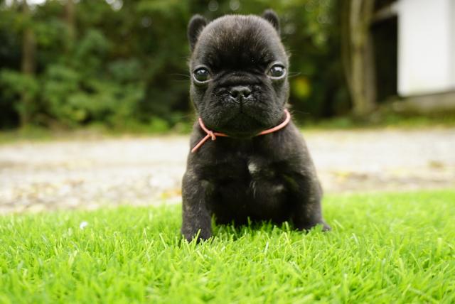 フレンチブルドッグ