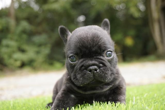 フレンチブルドッグ