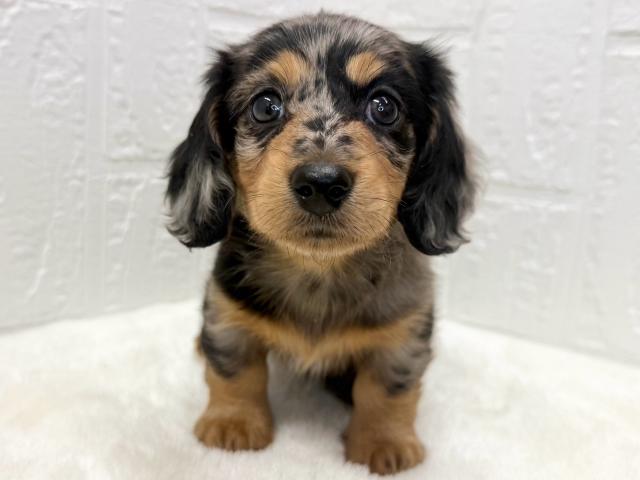 ミニチュアダックスフンド