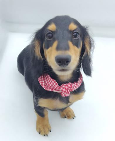 ミニチュアダックスフンド