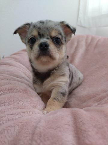 チワワ(スムースコート)