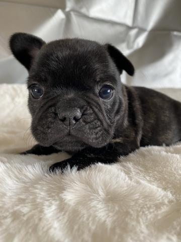 フレンチブルドッグ