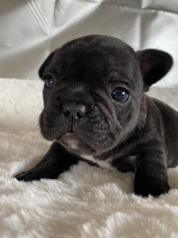 フレンチブルドッグ