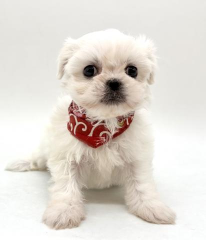 MIX犬(ペキニーズ×マルチーズ)