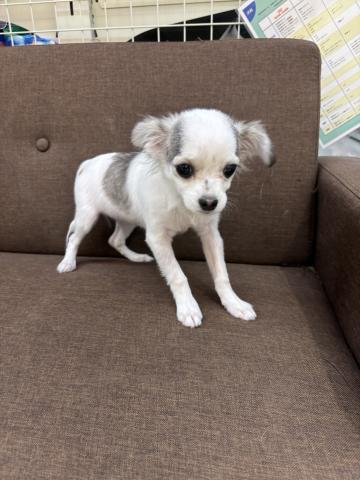 MIXチワワ×マルチーズ