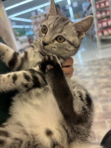 アメリカンショートヘアー