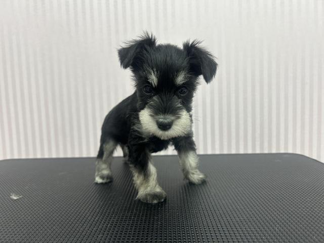 ミニチュアシュナウザー