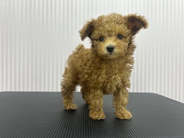 トイプードル