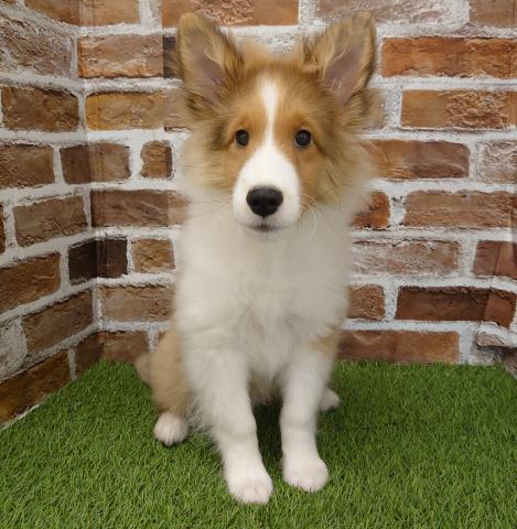 シェットランドシープドッグ