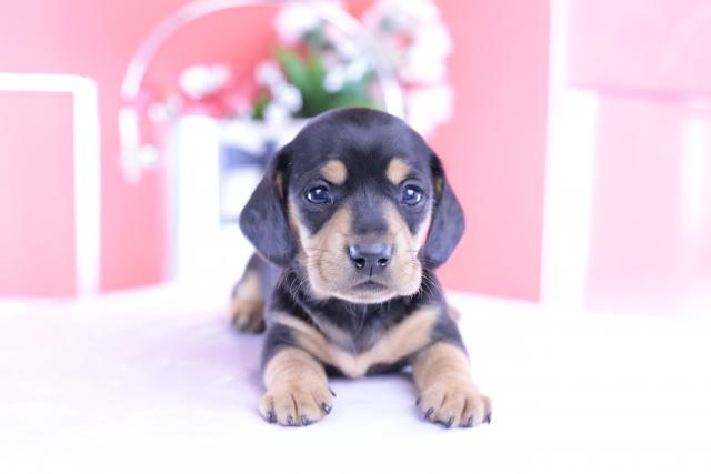 カニヘンダックスフンド スムース