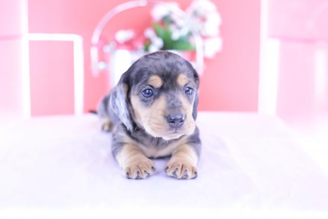 カニヘンダックスフンド　スムース