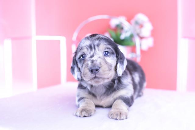 カニヘンダックスフンド ロング