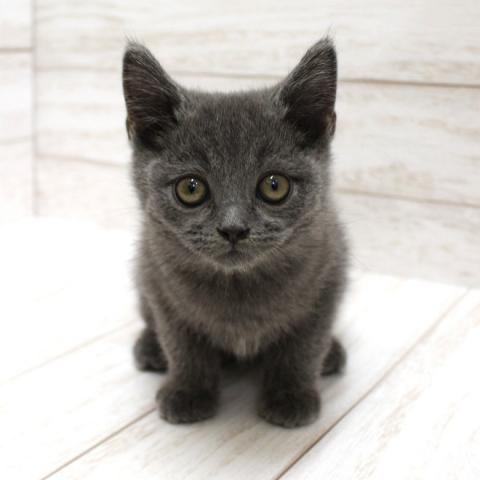 ブリティッシュショートヘア