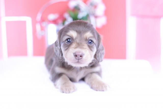 カニヘンダックスフンド ロング