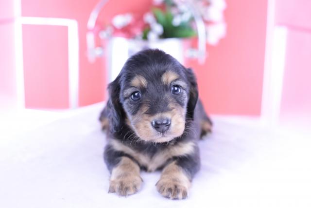 カニヘンダックスフンド　ロング