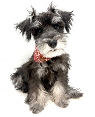 ミニチュアシュナウザー