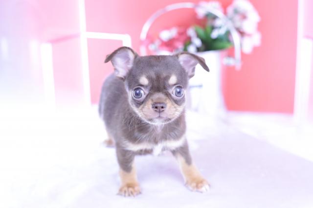 チワワ　スムース