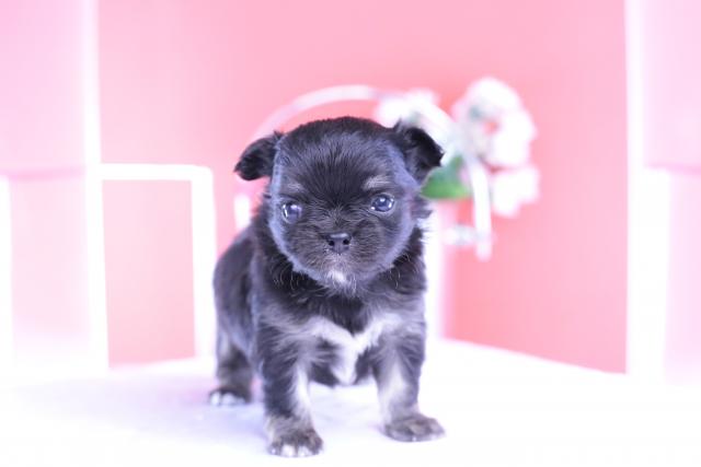 チワワ　ロング