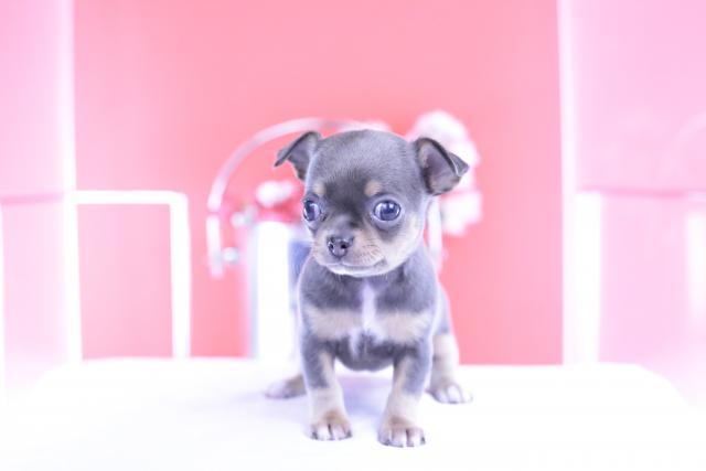 チワワ　スムース