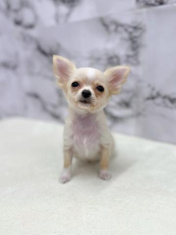 チワワ（ロングコート）【11/13お写真、動画更新！】Special price‼️落ち着きとやさしさを備えた存在感