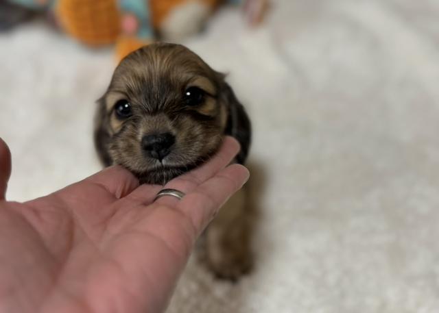 ミニチュアダックスフンド