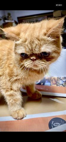 エキゾチックショートヘアー