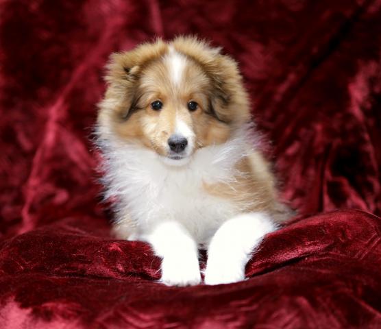 シェットランドシープドッグ