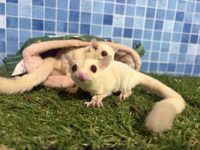 フクロモモンガ