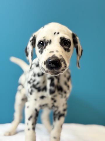 ダルメシアン0501