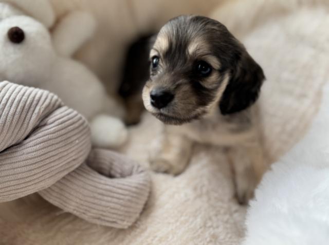 ミニチュアダックスフンド