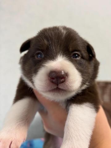 ボーダーコリー