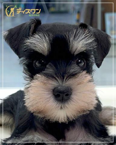 ミニチュアシュナウザー