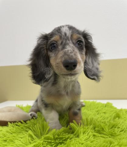 カニンヘンダックスフンド