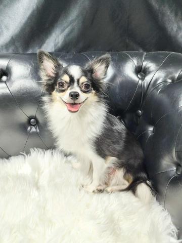 チワワ（ロングコート）