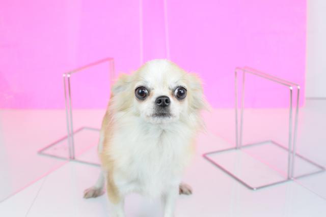 チワワ(ロングコート)