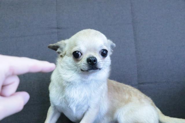 チワワ（スムースコート）