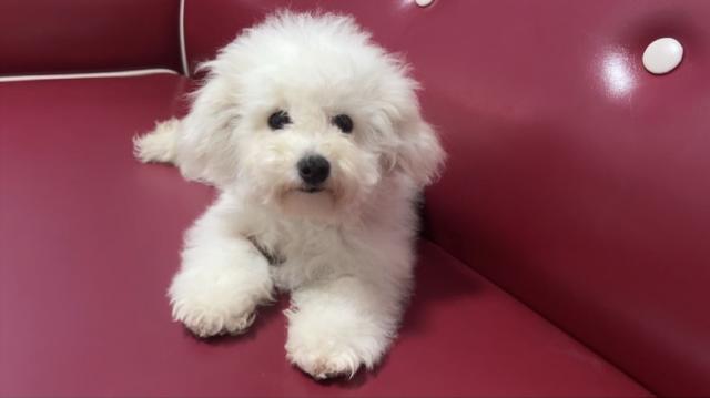 ビションフリーゼ