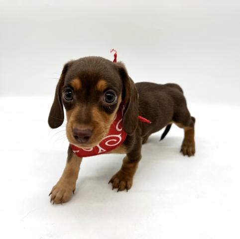 ミニチュアダックスフンド