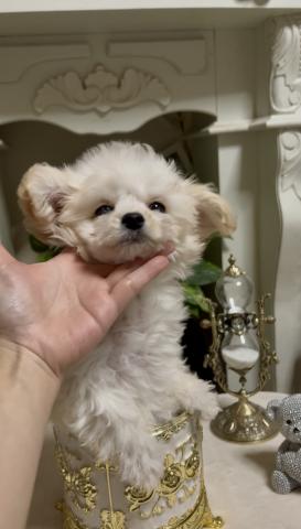 トイプードル(ティーカップ予想)