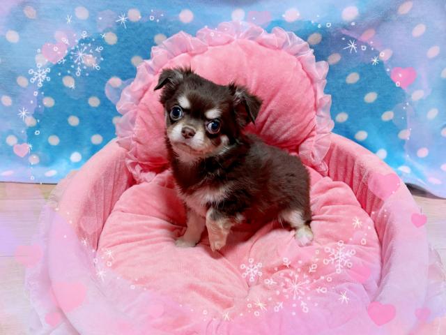 甘えん坊のイケメン♪チョコレート王子♡