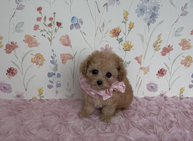 ティーカッププードル