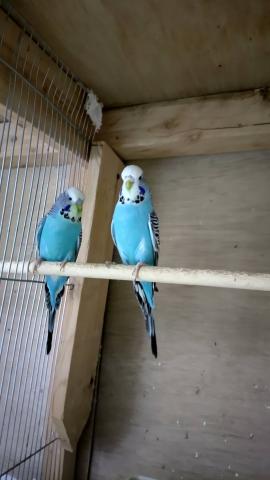 ジャンボセキセイインコ